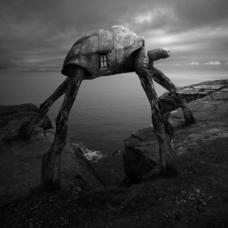 超现实主义动物摄影